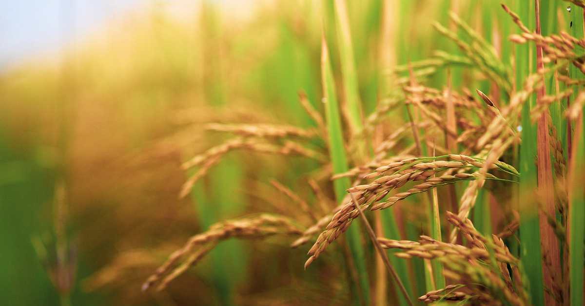 Son Ödeme Tarihleri Hakkında